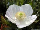 foto de flor de amapola blanca con tama�o de 160X120; ver distintas medidas disponibles a la derecha